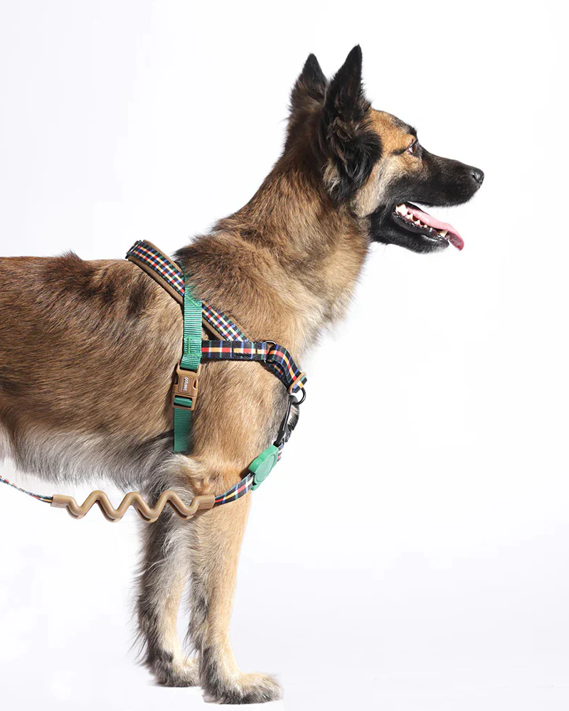 SofterWalk No-Pull Dog Harness in Travis - Image 3