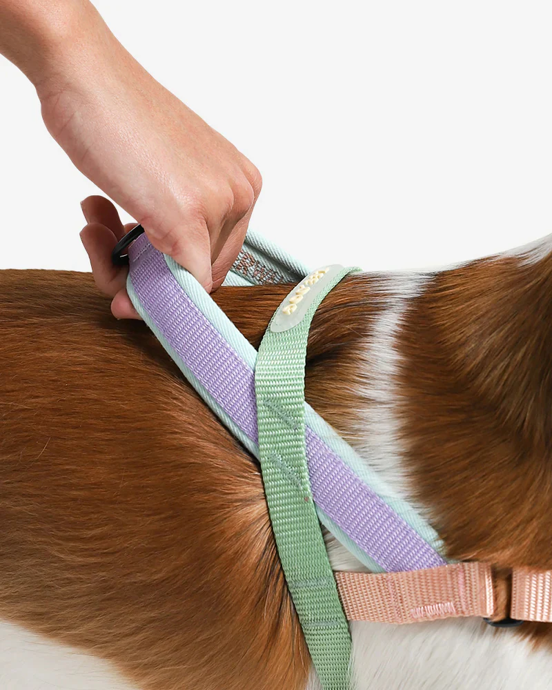SofterWalk No-Pull Dog Harness in Peach - Image 2