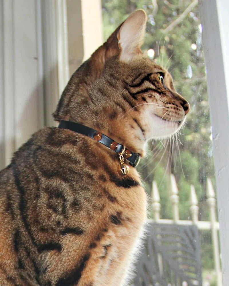 Spike Leather Cat Collar in Gold Noir - Image 3