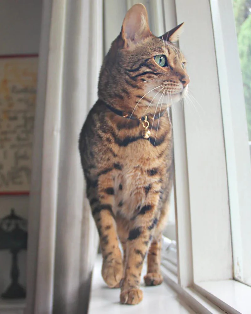 Spike Leather Cat Collar in Gold Noir - Image 5