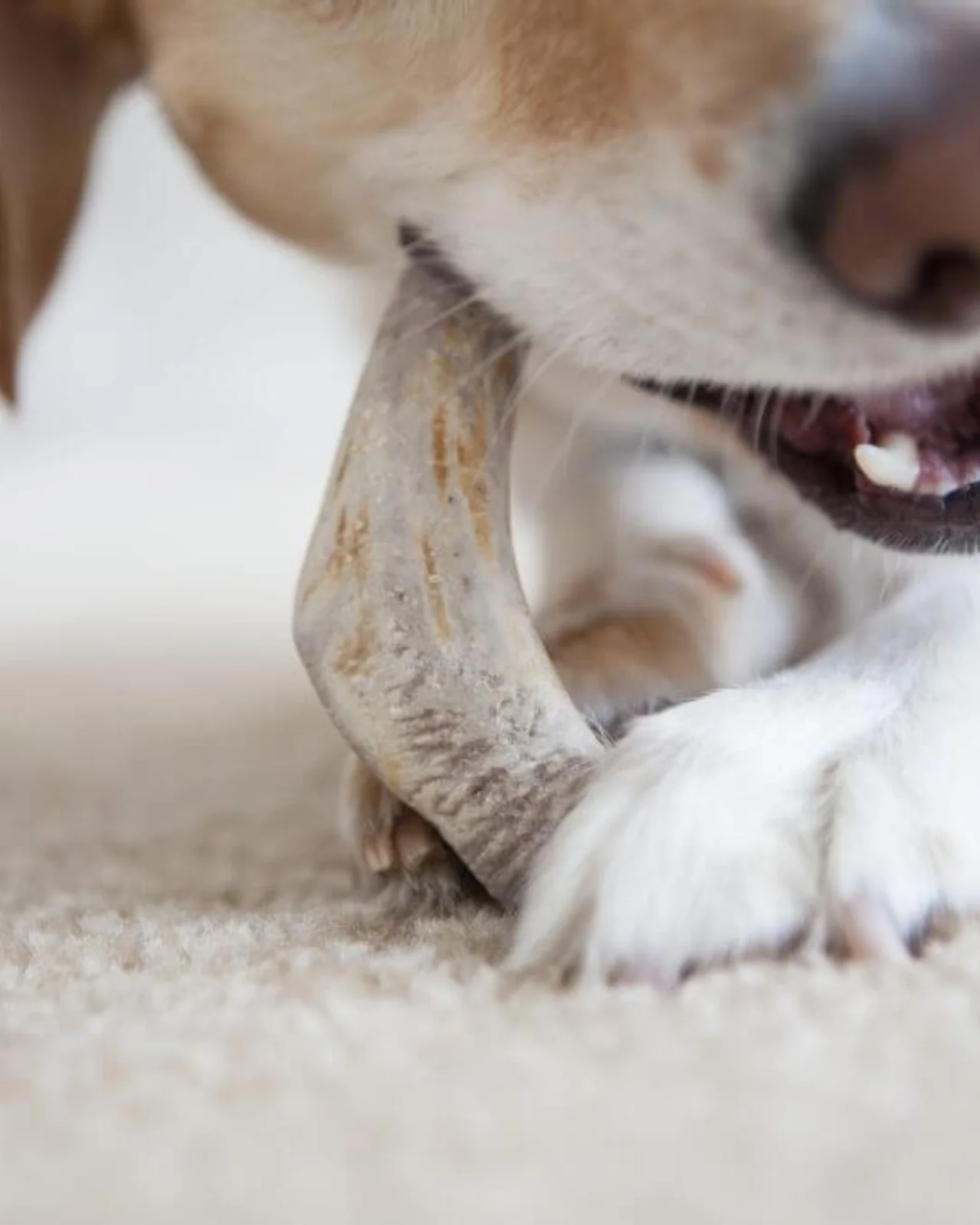 Split Elk Antler Dog Single Chew - Image 5