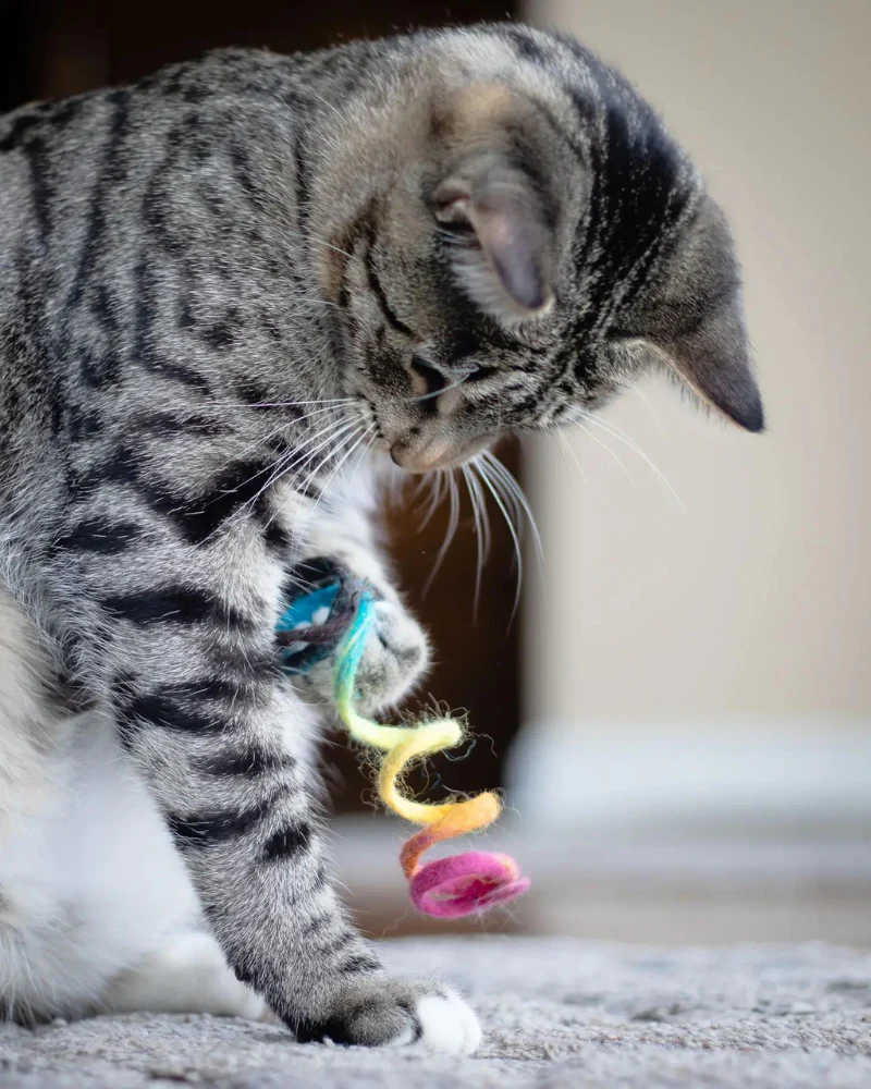 Spring Wool Cat Toy - Image 2