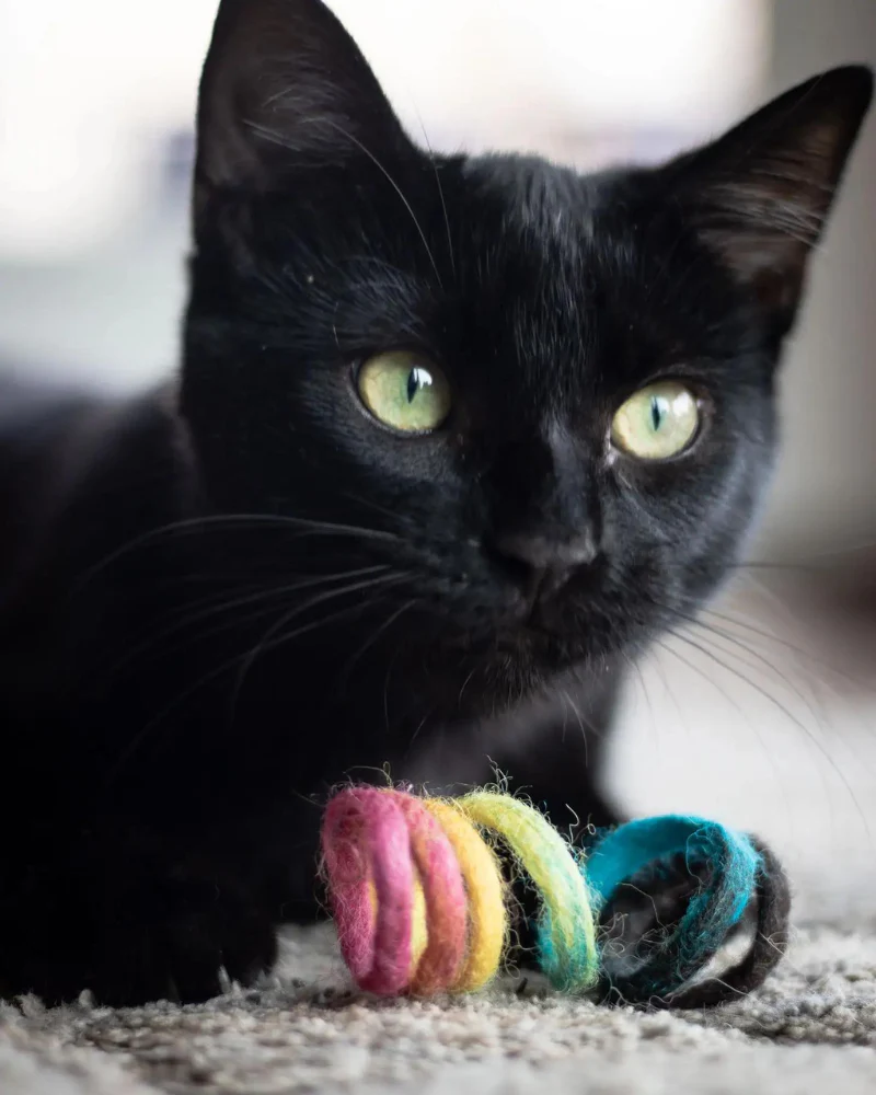 Spring Wool Cat Toy - Image 4
