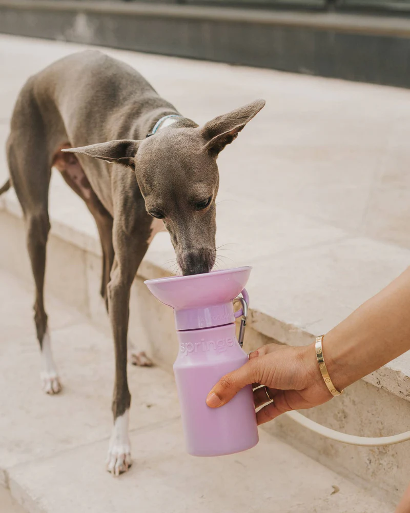 Dog Travel Water Bottle (FINAL SALE) - Image 6