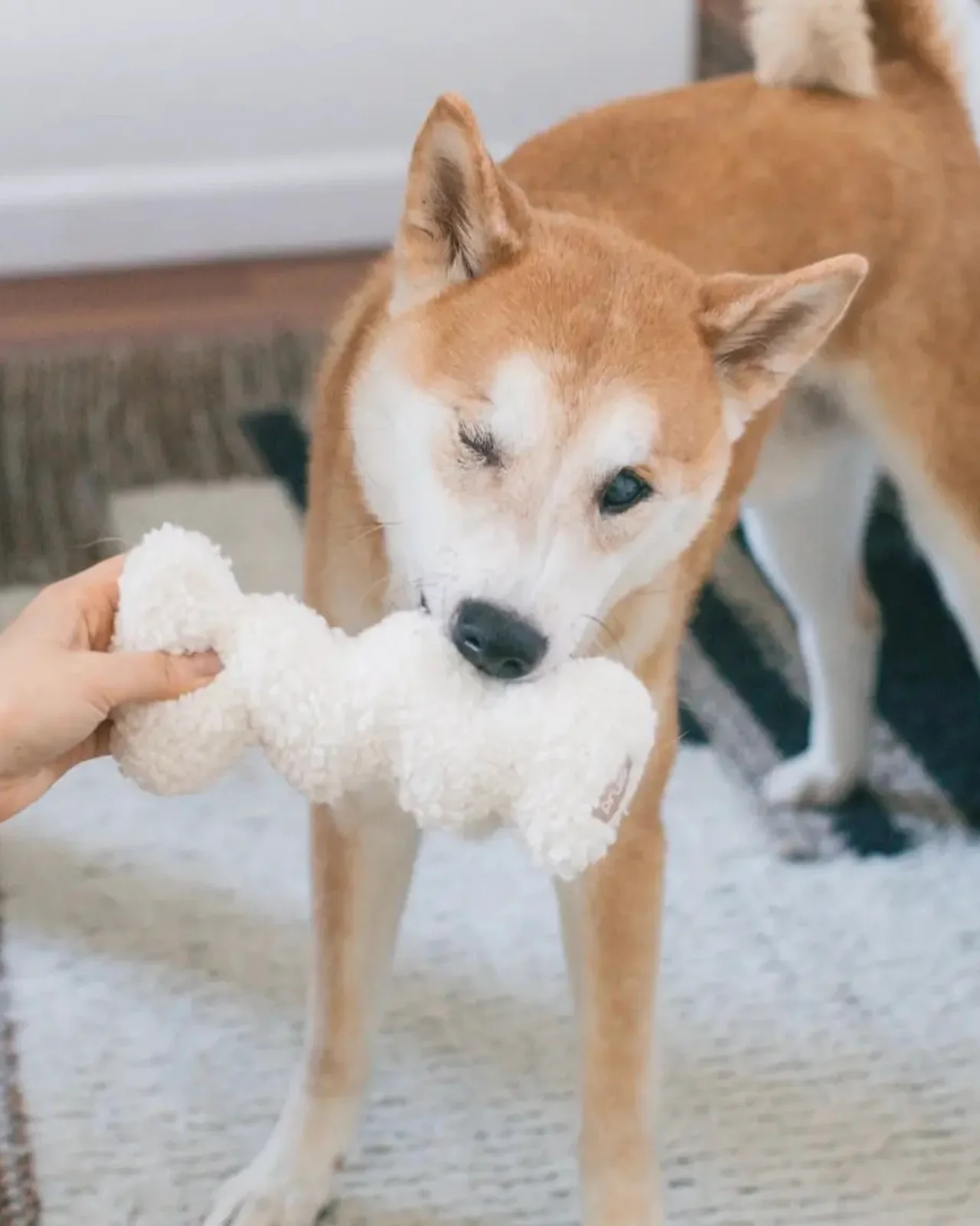 Squiggle Crinkle Plush Dog Toy - Image 4