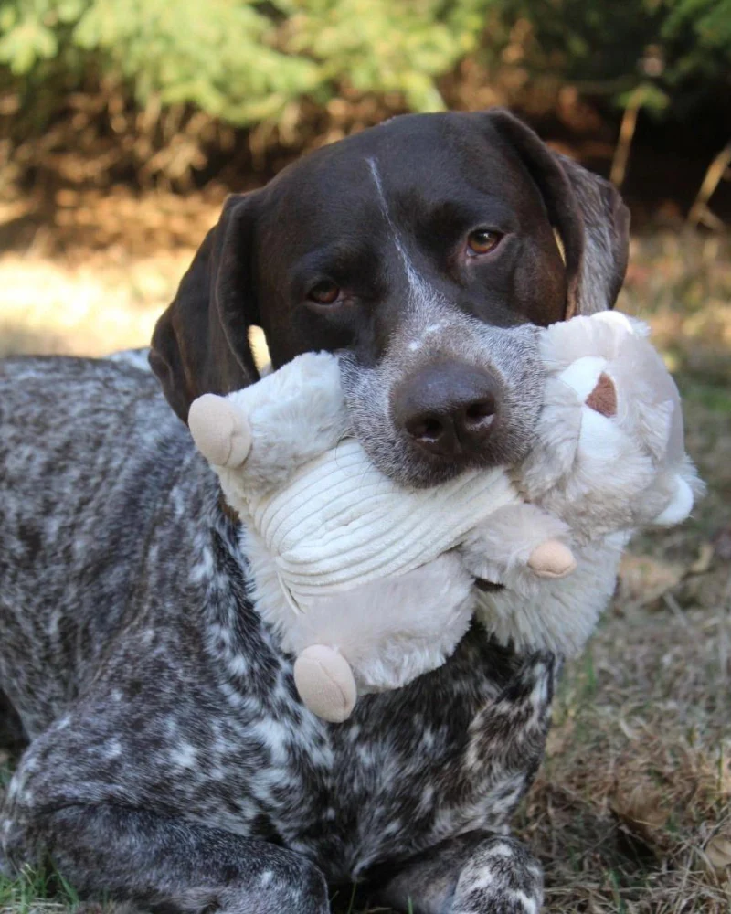 Squirrel Dog Toy w/ Animated Tail (FINAL SALE) - Image 6