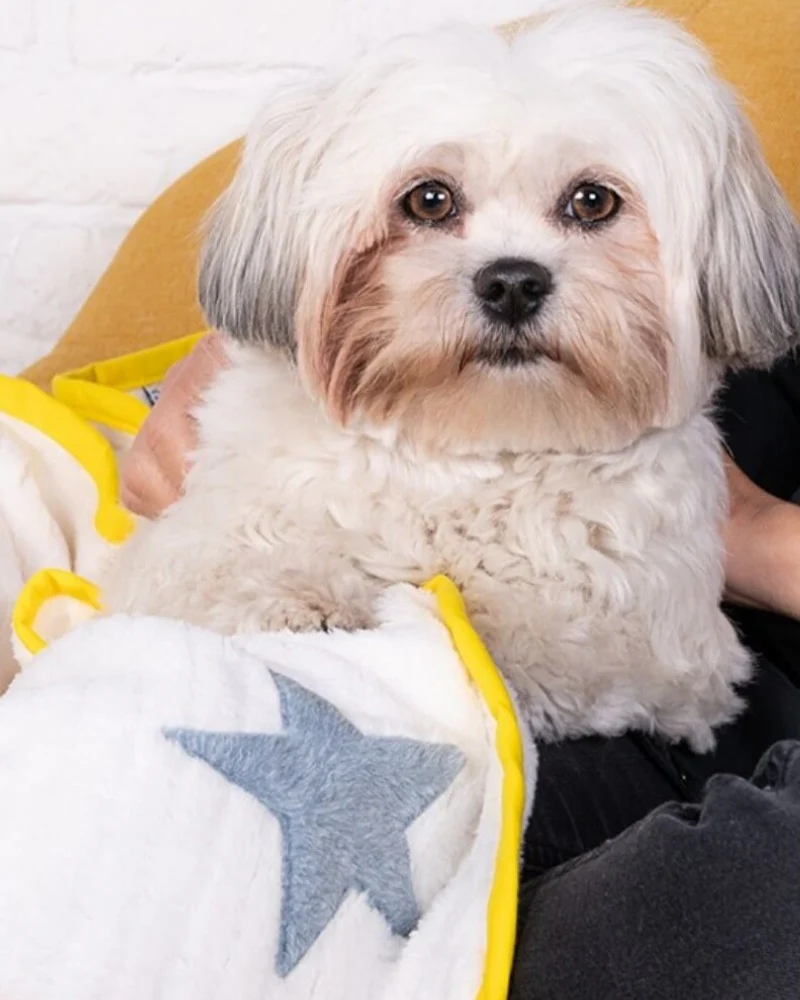 Star Plush Dog Blanket in White w/ Yellow Trim (Made in Spain) - Image 4