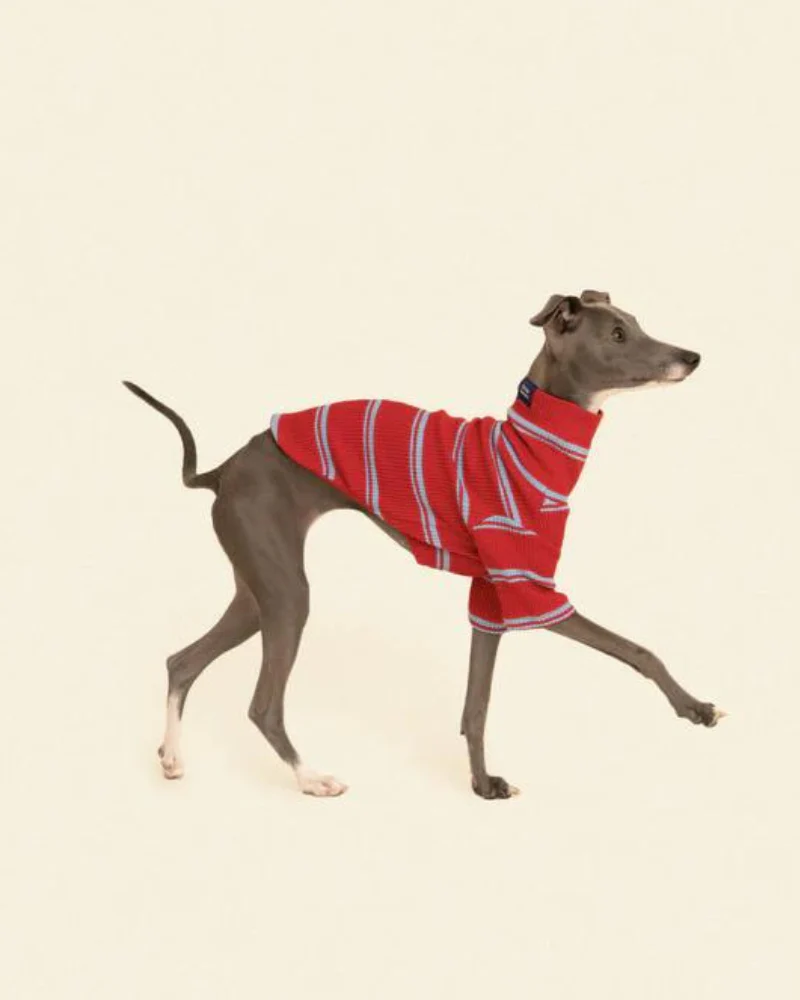 Star Shooter Pullover Dog Shirt - Image 4