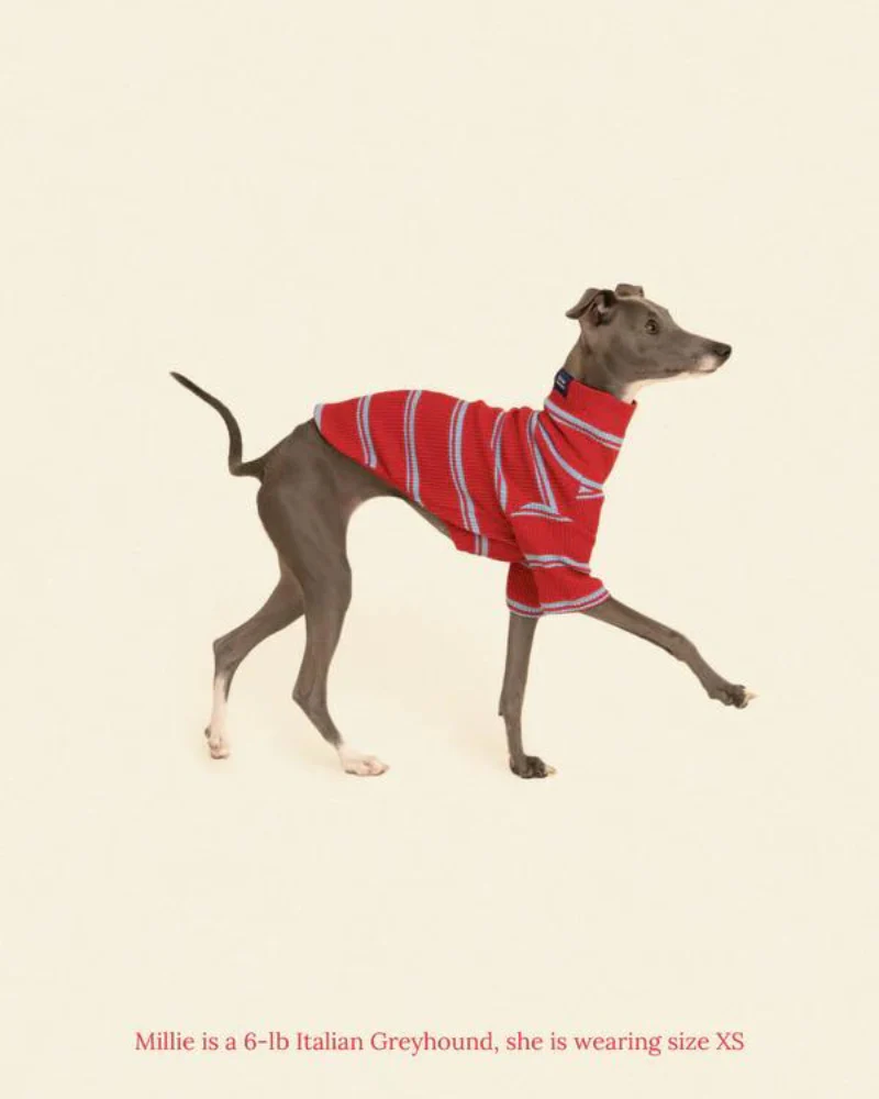 Star Shooter Pullover Dog Shirt - Image 6