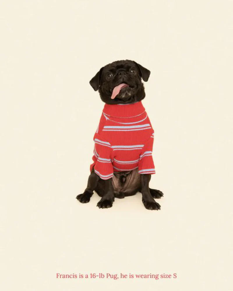 Star Shooter Pullover Dog Shirt - Image 7