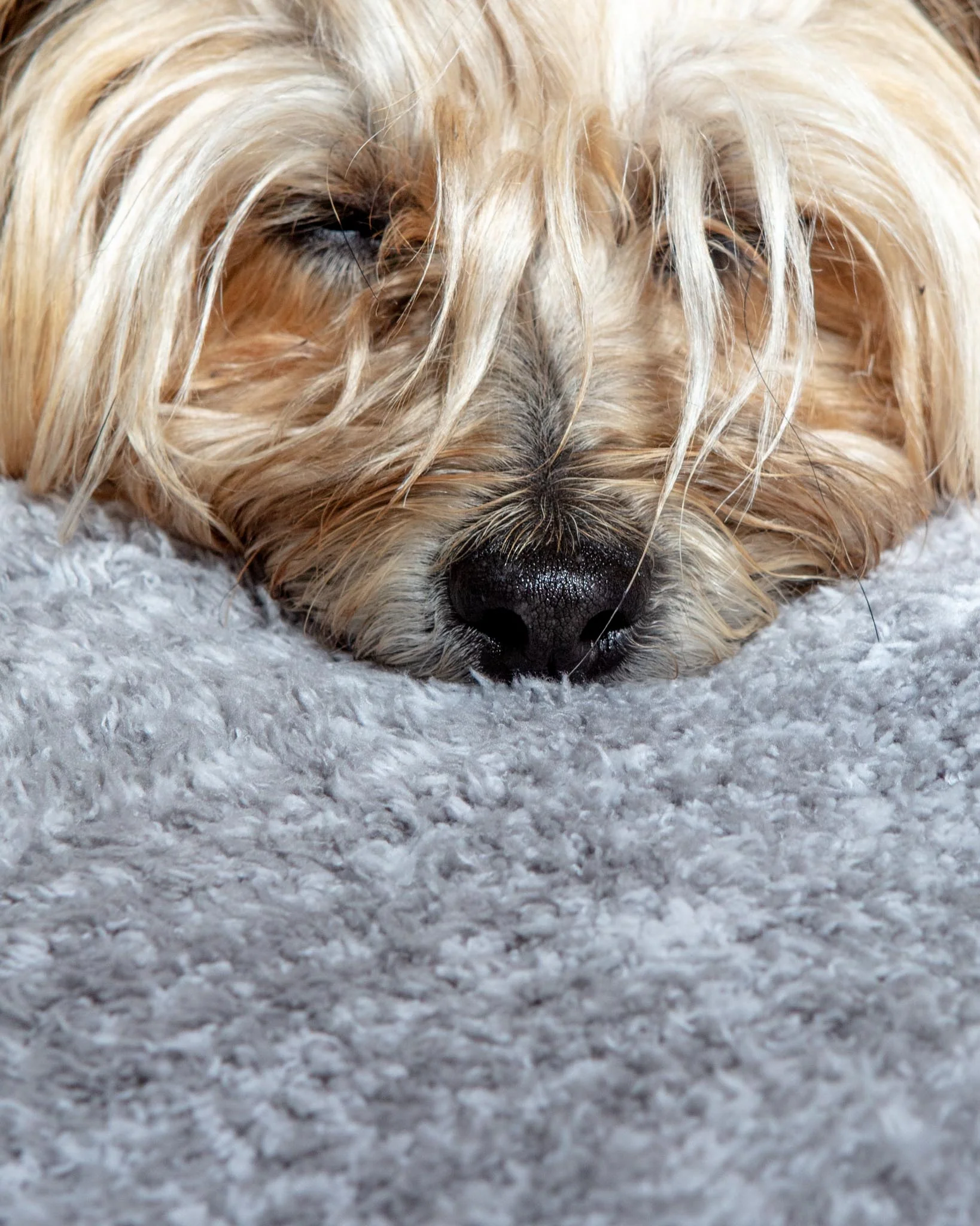 Starfish Buddie Toy & Blanket Dog Bundle in Dove Grey (45"x50") - Image 7