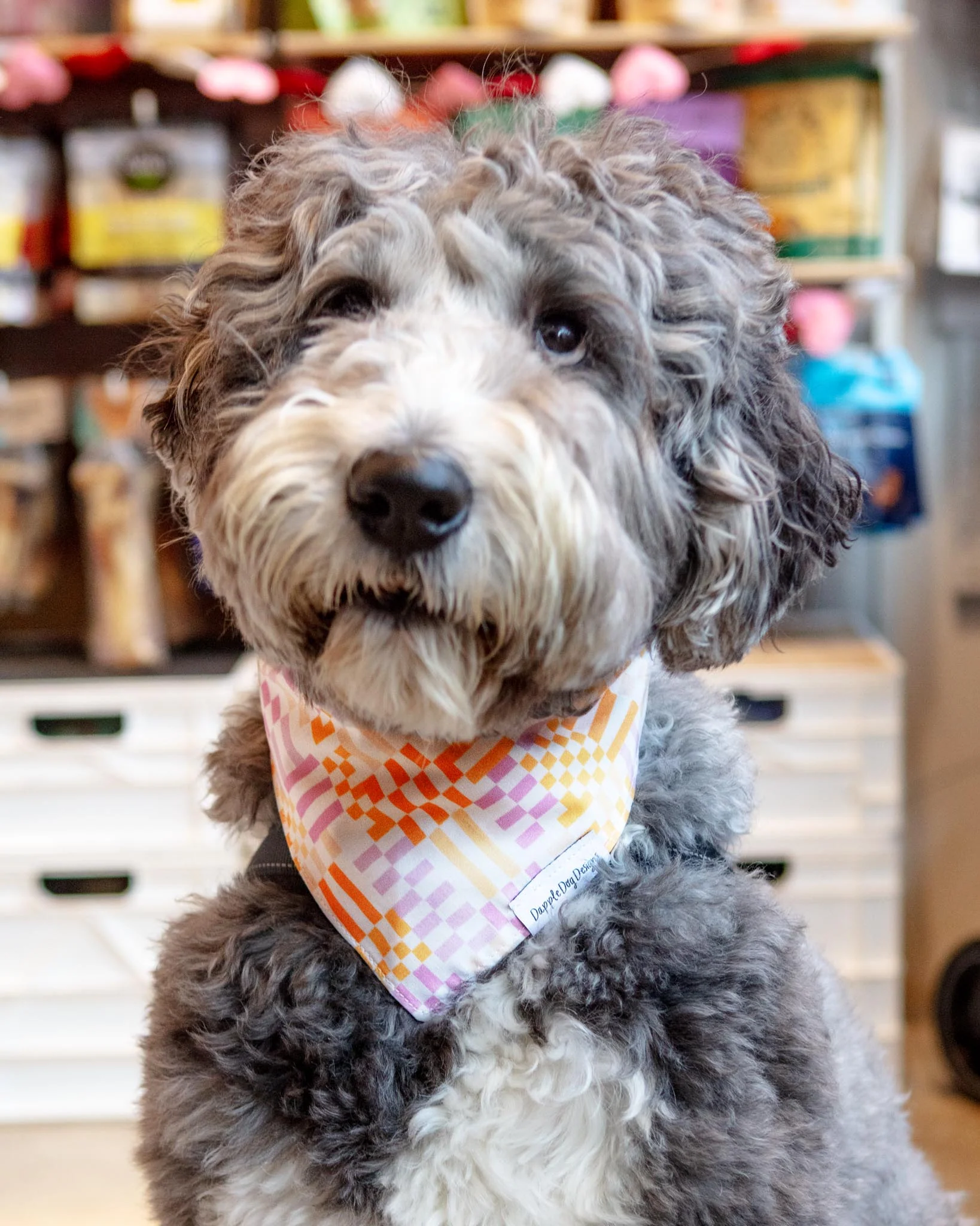 Stay Groovy Dog Bandana (Made in the USA)