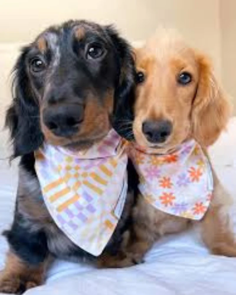 Stay Groovy Dog Bandana (Made in the USA) - Image 3