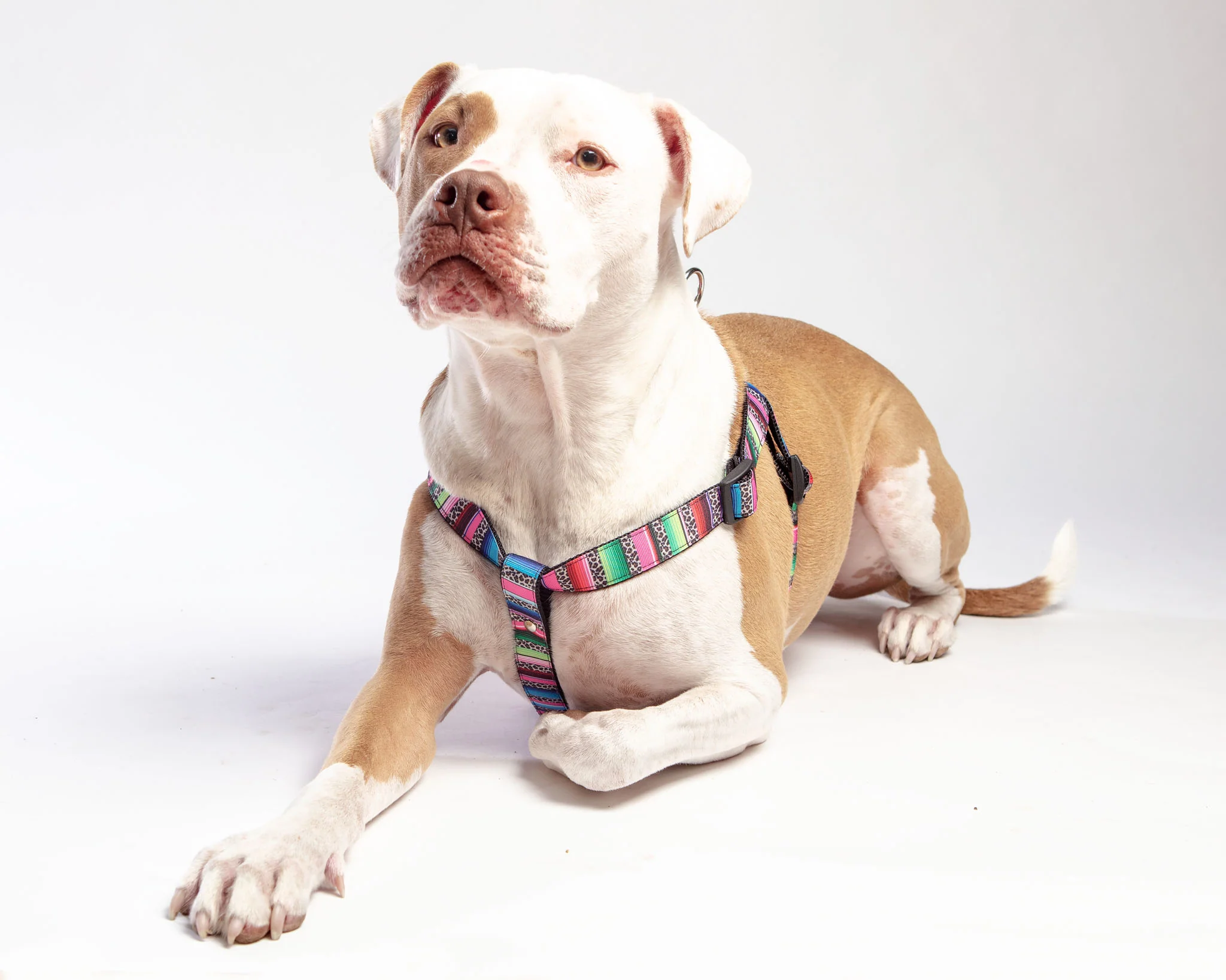 Step-In Dog Harness in Rainbow Serape & Leopard (Made in NYC) - Image 4