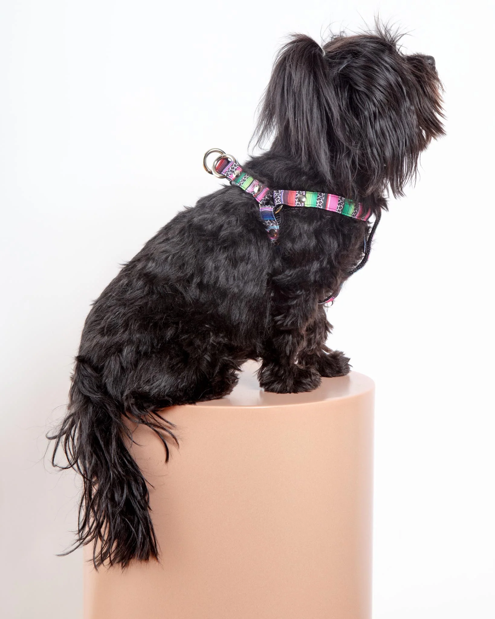 Step-In Dog Harness in Rainbow Serape & Leopard (Made in NYC) - Image 6