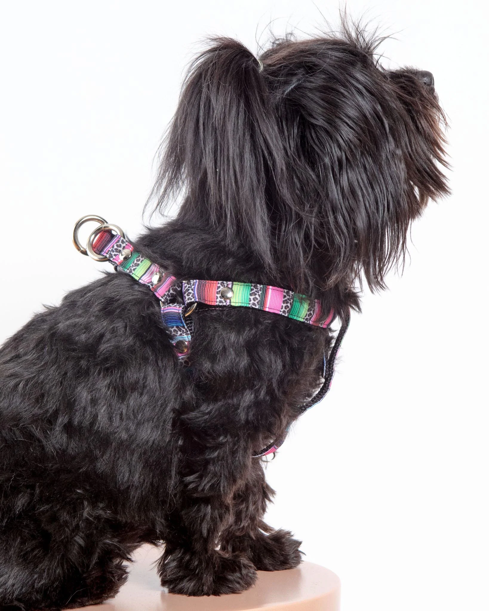 Step-In Dog Harness in Rainbow Serape & Leopard (Made in NYC) - Image 7