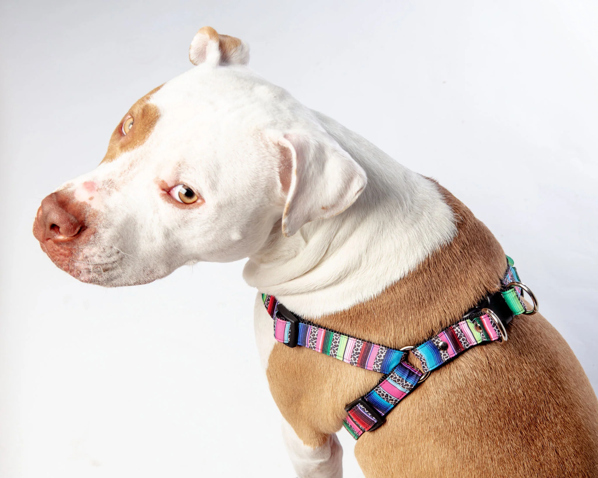 Step-In Dog Harness in Rainbow Serape & Leopard (Made in NYC) - Image 8