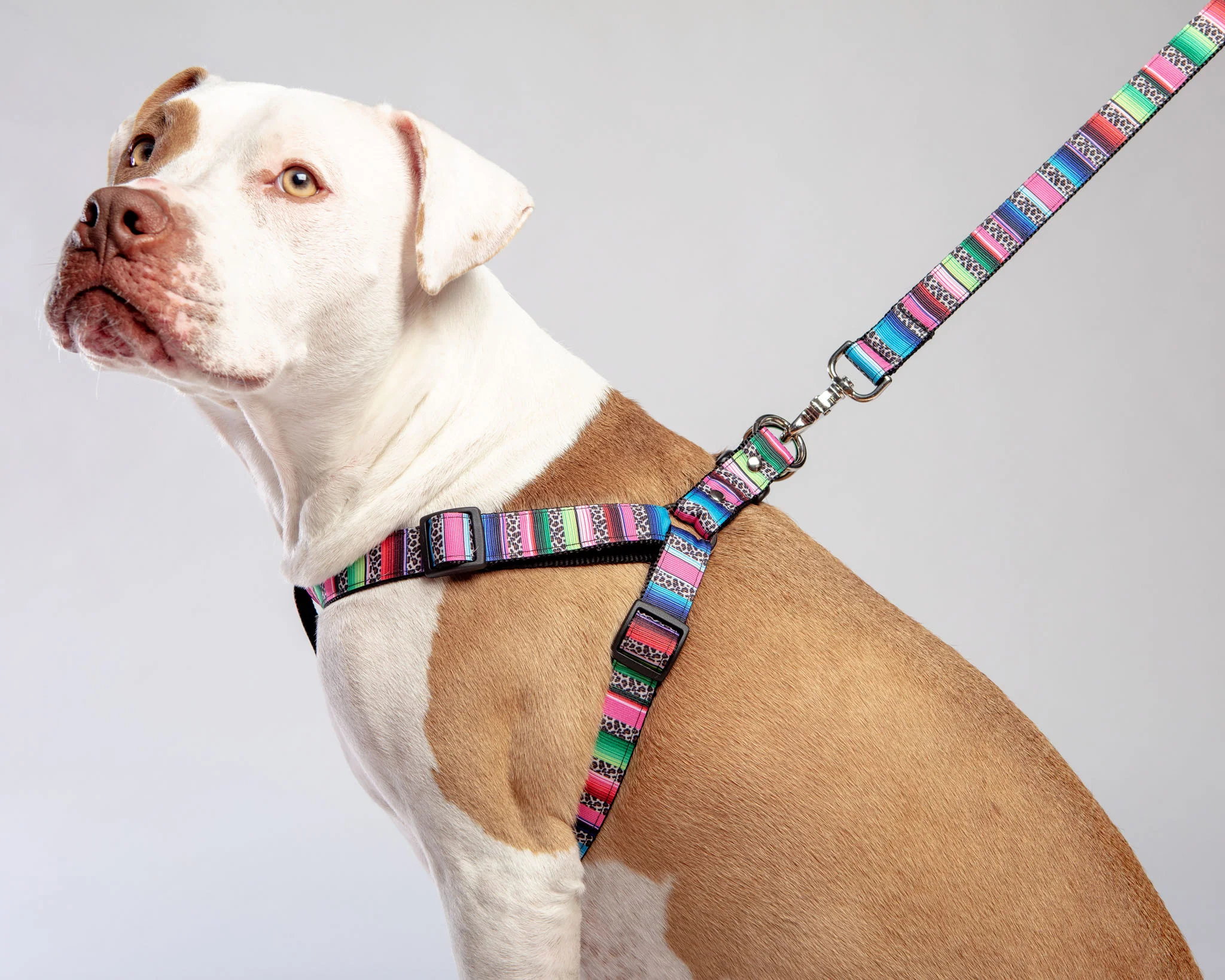 Step-In Dog Harness in Rainbow Serape & Leopard (Made in NYC) - Image 9