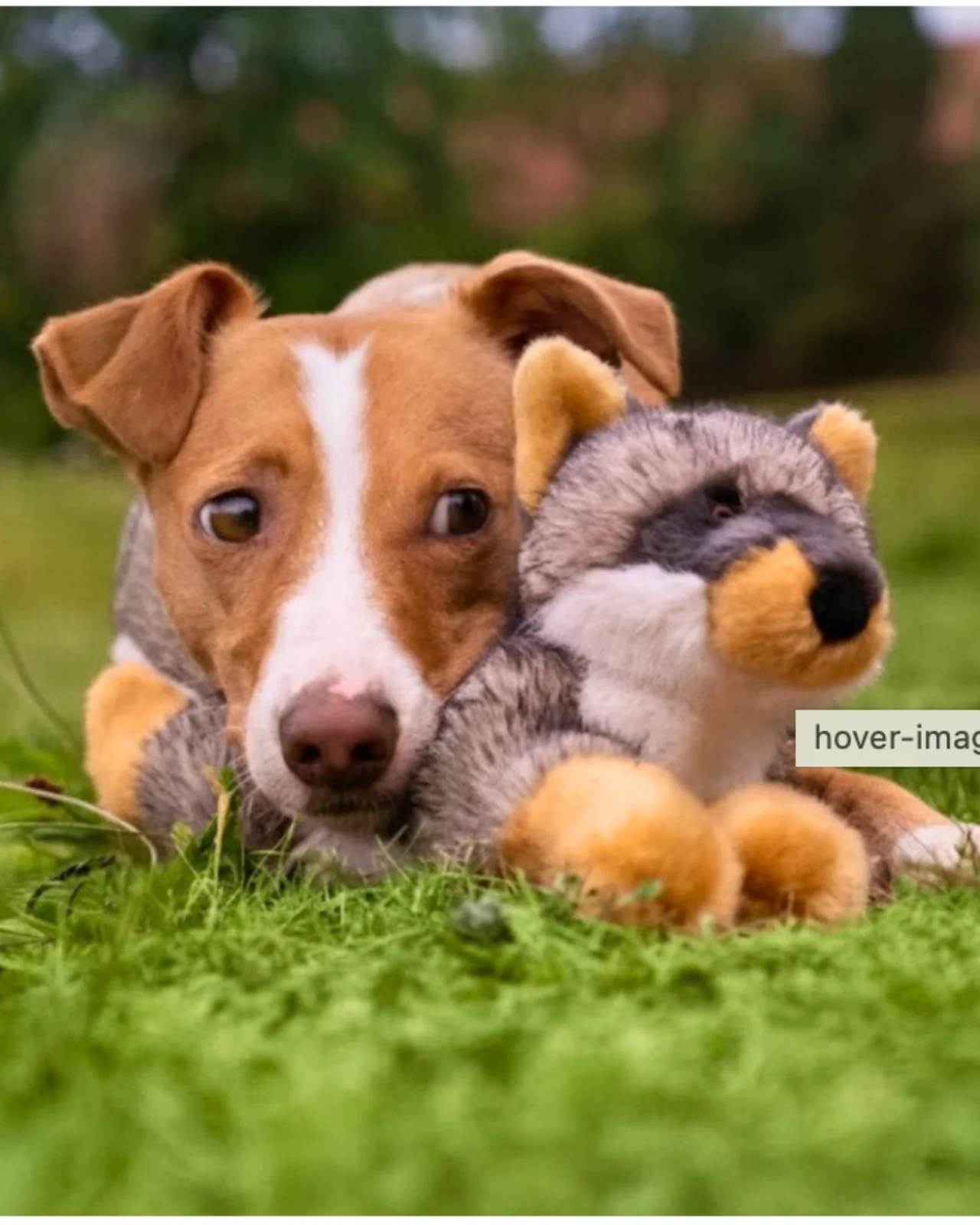 Sterling Fox Squeaky Plush Dog Toy - Image 5