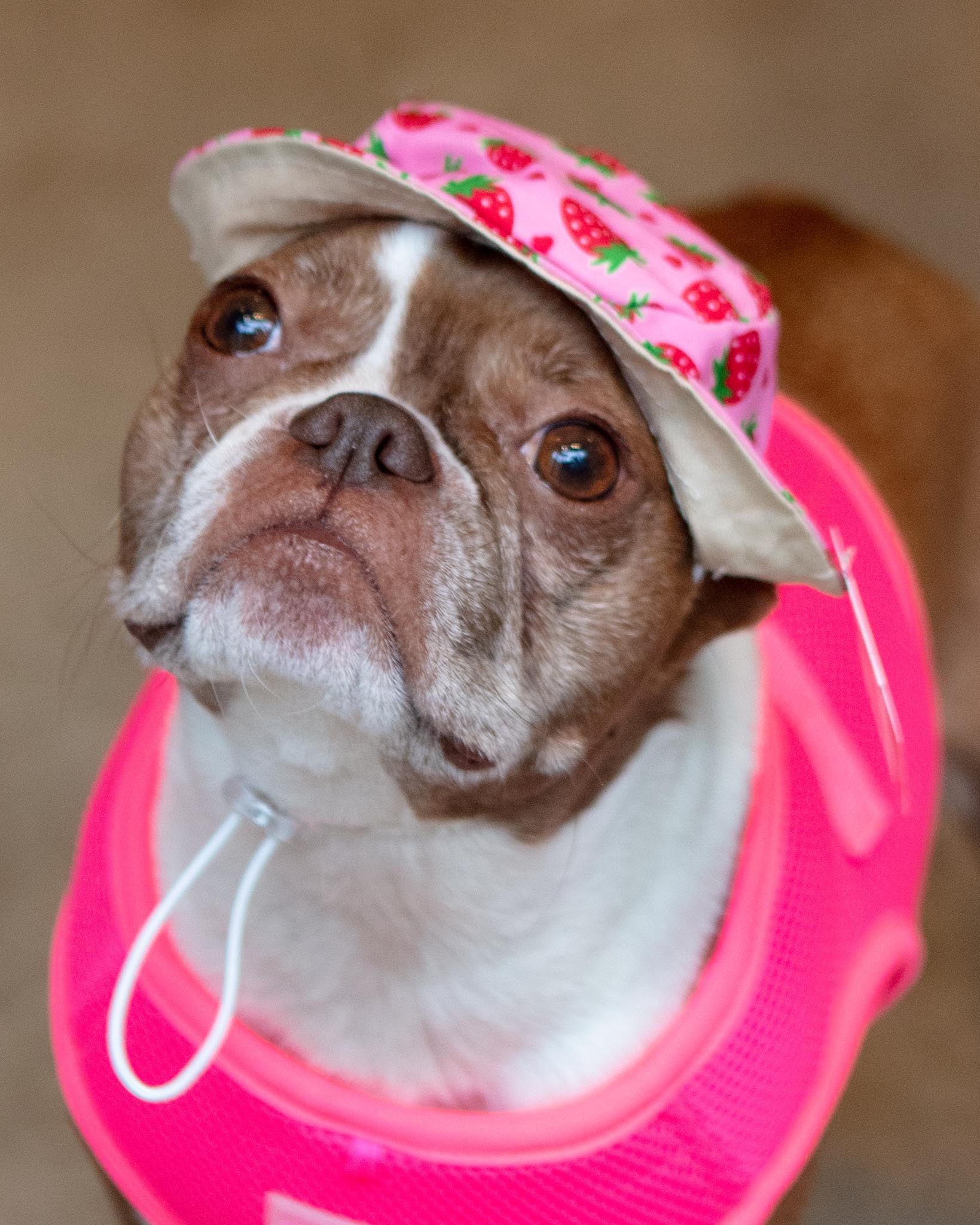 Strawberry Bucket Hat for Dogs - Image 2
