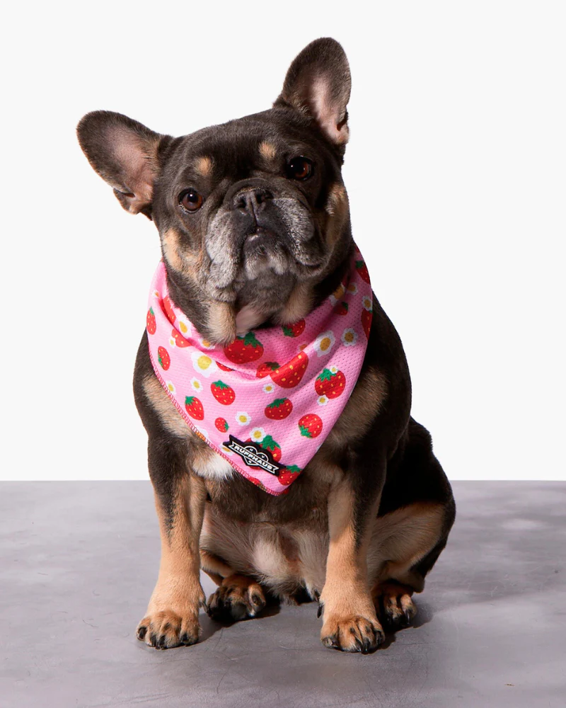 Strawberry Dog Cooling Bandana (FINAL SALE)