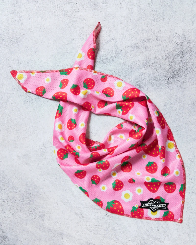 Strawberry Dog Cooling Bandana (FINAL SALE) - Image 2