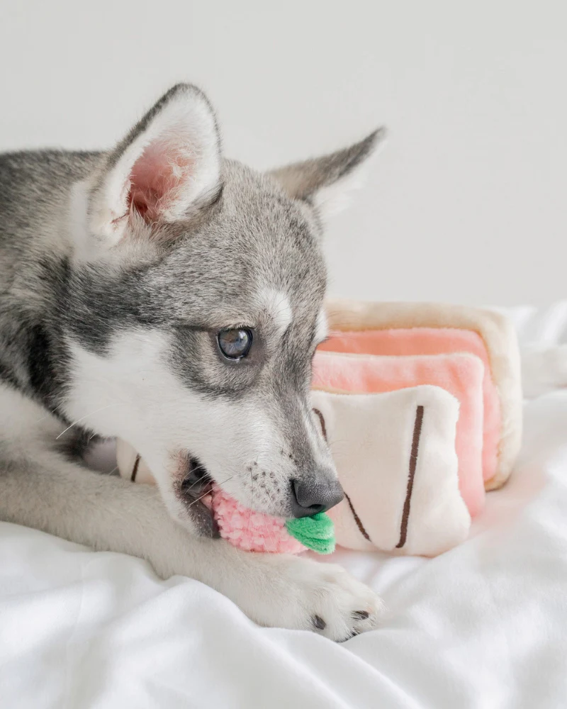 Strawberry Mille-Feuille Nosework Dog Toy - Image 4