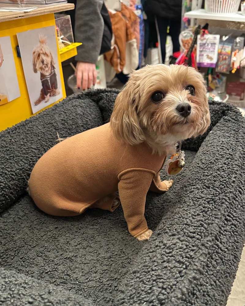 Stretch Fleece Onesie in Chipmunk (Made in the USA, DOG & CO. + GOLD PAW Exclusive!) (FINAL SALE)