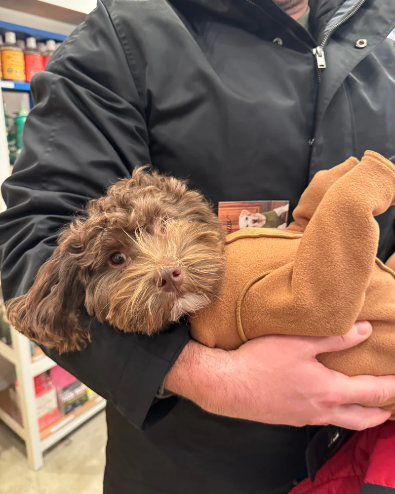 Stretch Fleece Onesie in Chipmunk (Made in the USA, DOG & CO. + GOLD PAW Exclusive!) (FINAL SALE) - Image 2