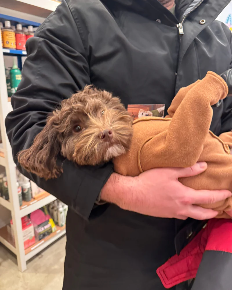 Stretch Fleece Onesie in Chipmunk (Made in the USA, DOG & CO. + GOLD PAW Exclusive!) (FINAL SALE) - Image 3
