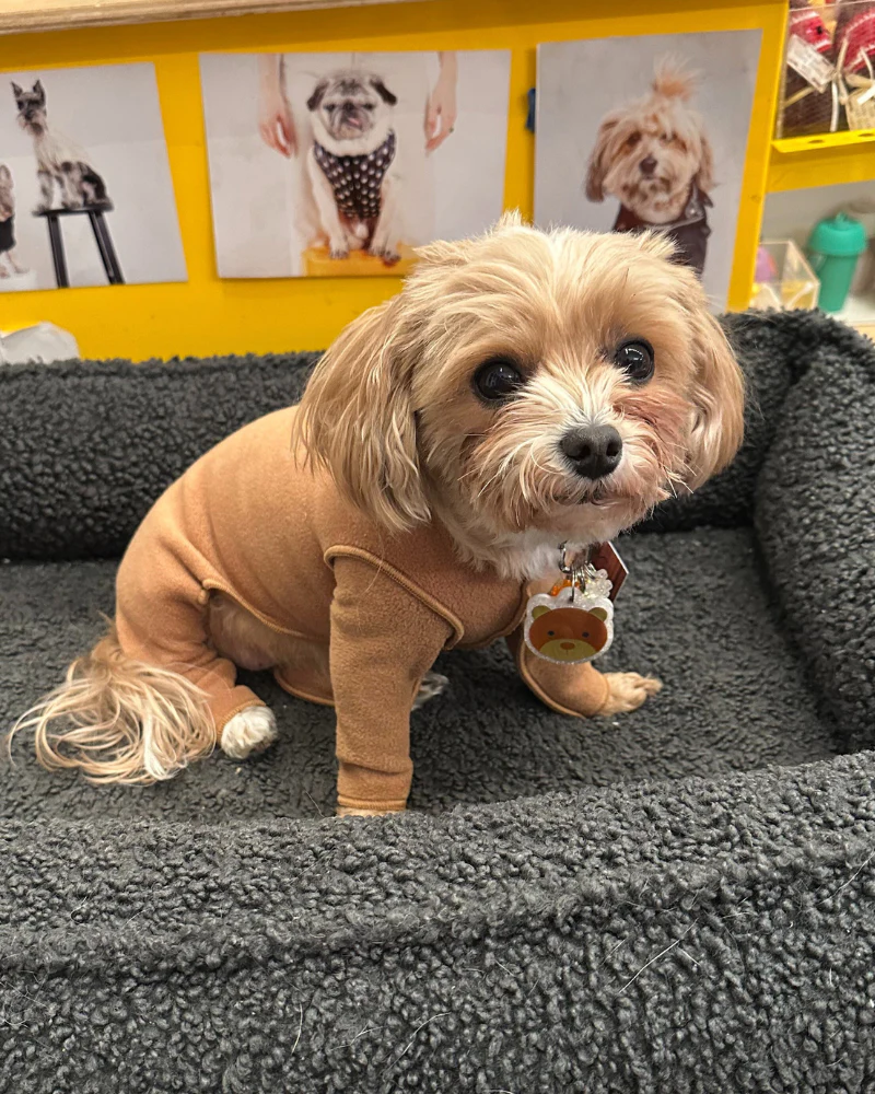 Stretch Fleece Onesie in Chipmunk (Made in the USA, DOG & CO. + GOLD PAW Exclusive!) (FINAL SALE) - Image 4
