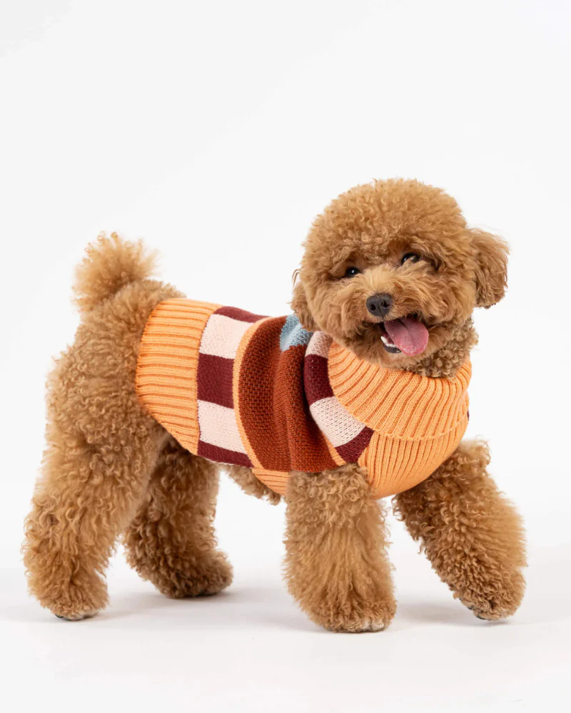 Stripe Dot Dog Sweater (FINAL SALE) - Image 3