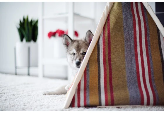 Striped Pet Teepee in Seacoast (Drop-Ship) - Image 7