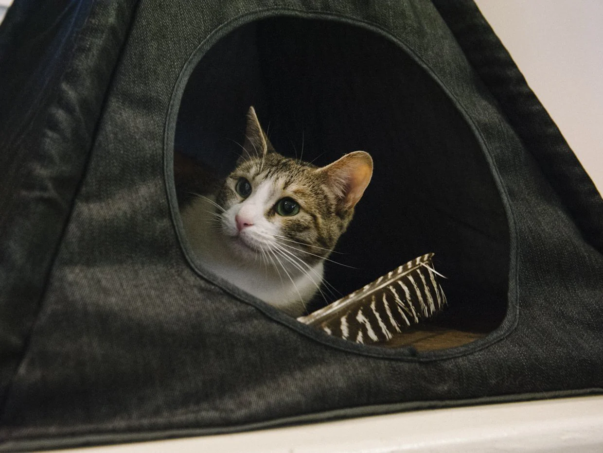 Horizon Pet Tent in Woodland (Direct-Ship) - Image 5