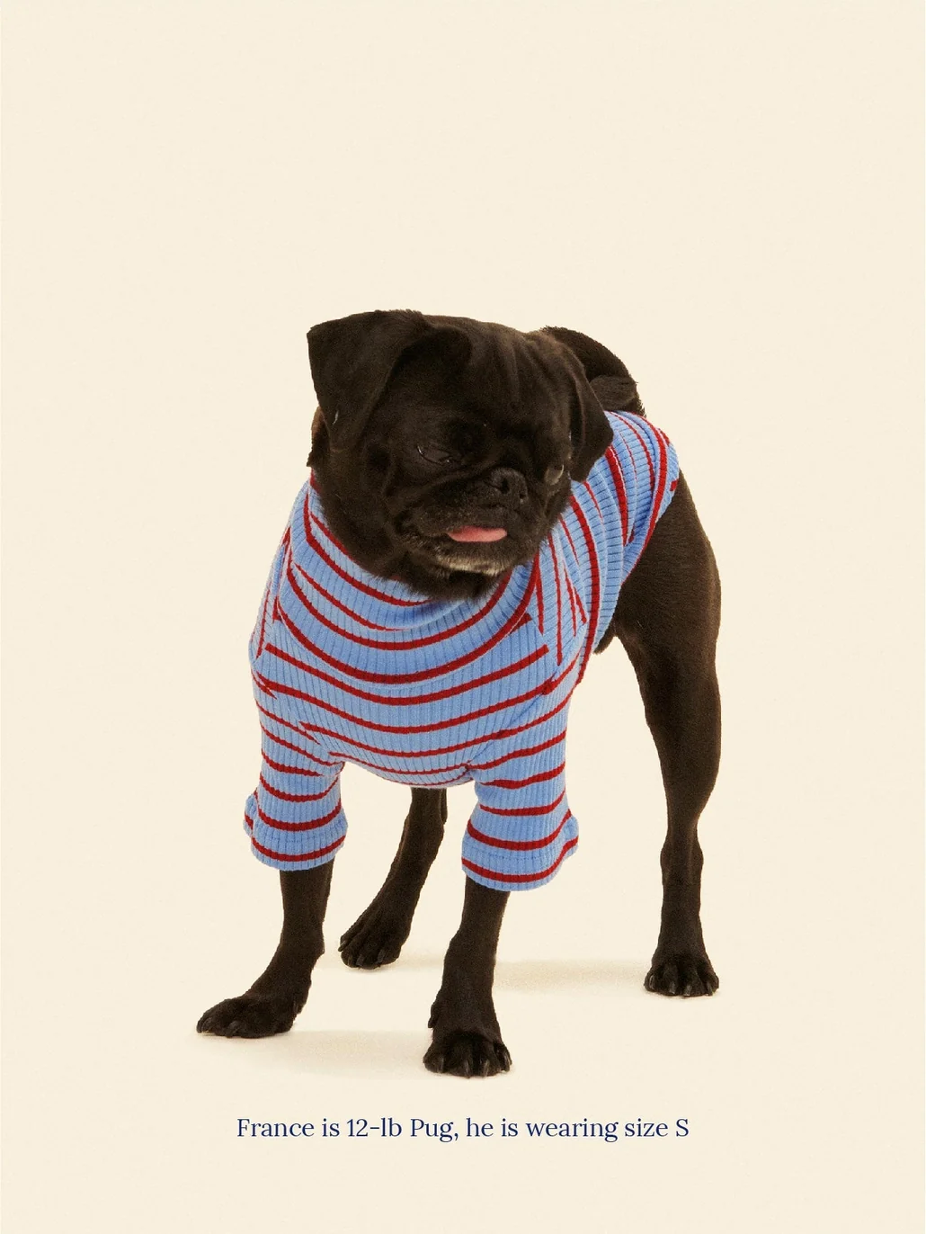 Student Loan Dog Shirt - Image 2