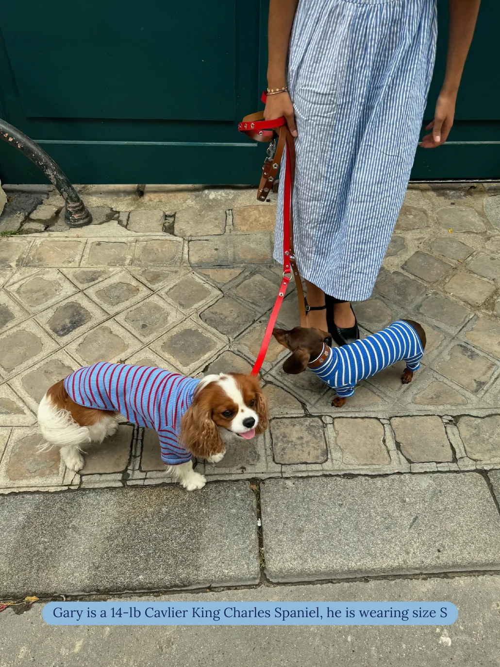 Student Loan Dog Shirt - Image 4