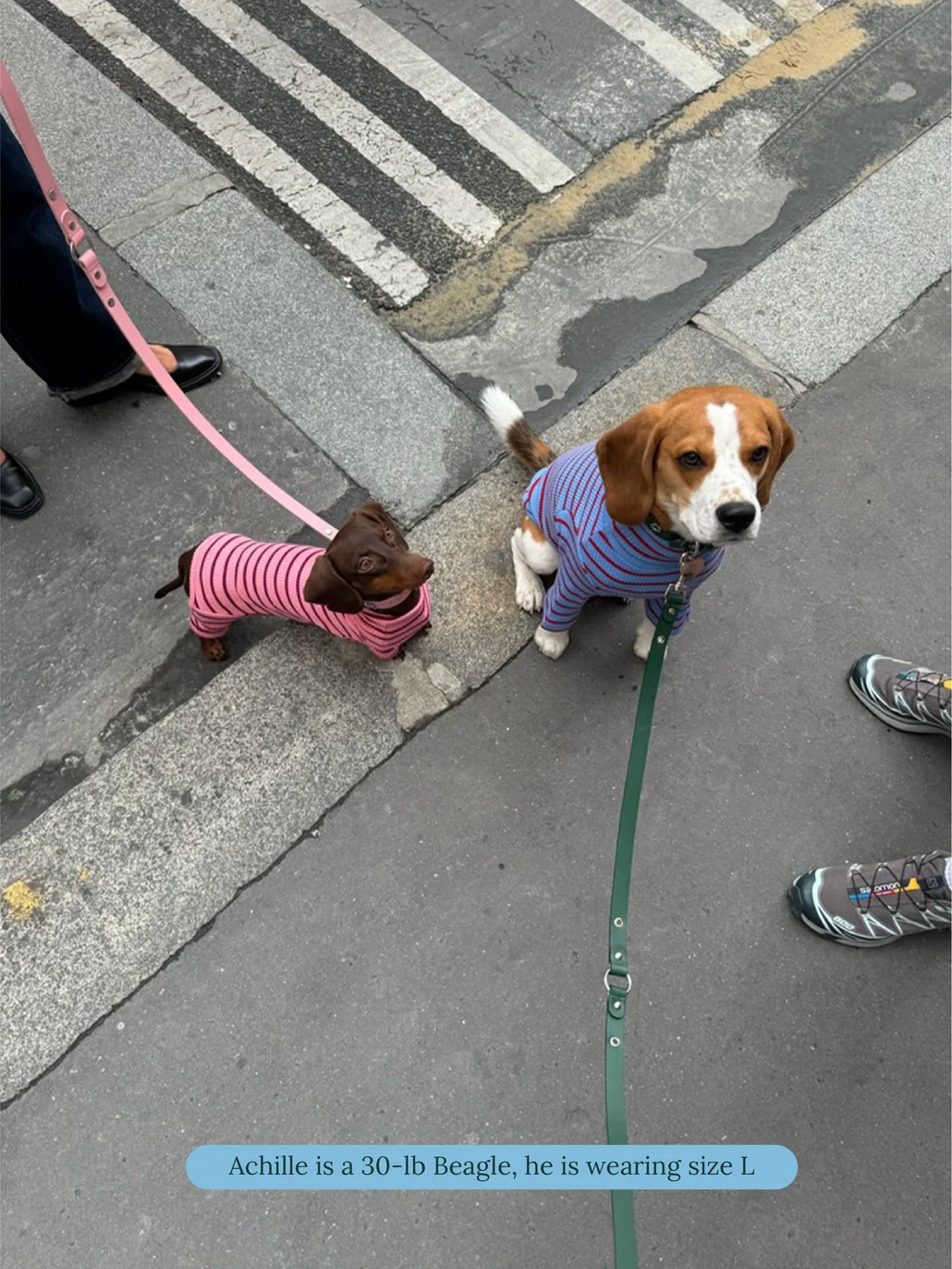 Student Loan Dog Shirt - Image 7