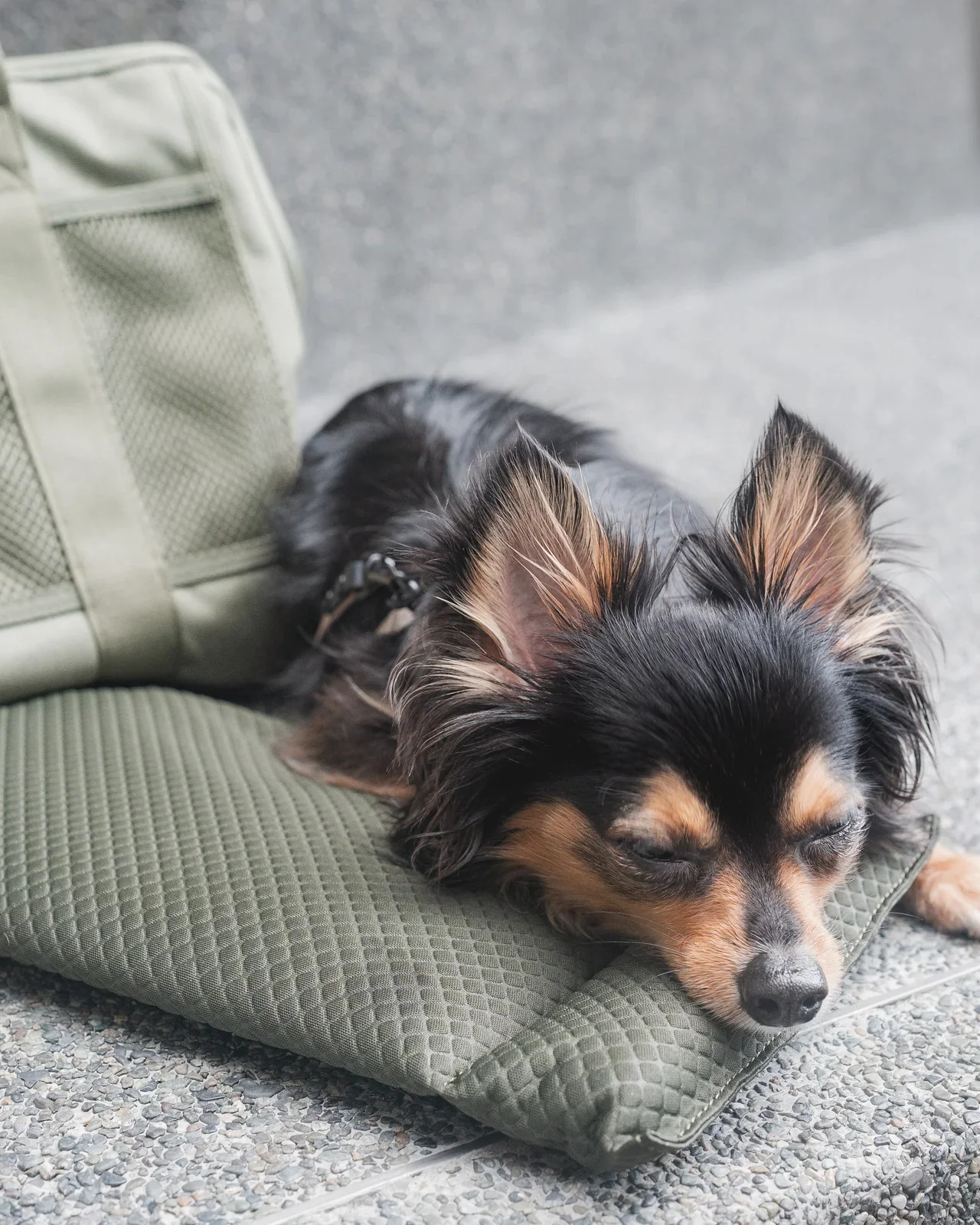 Subway Pet Carrier in Fern - Image 4