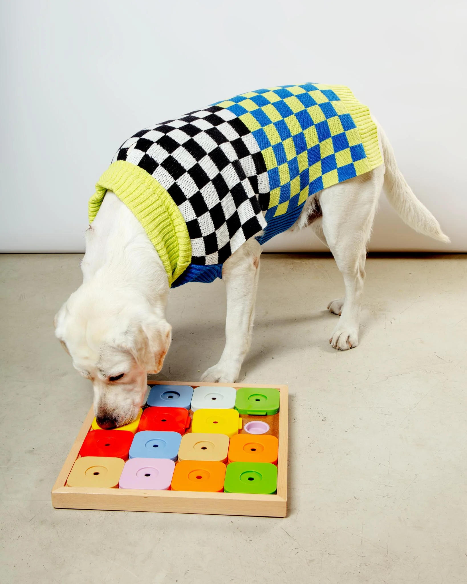 Sudoku Dog Treat Puzzle Game in Rainbow Edition (16 squares) - Image 2
