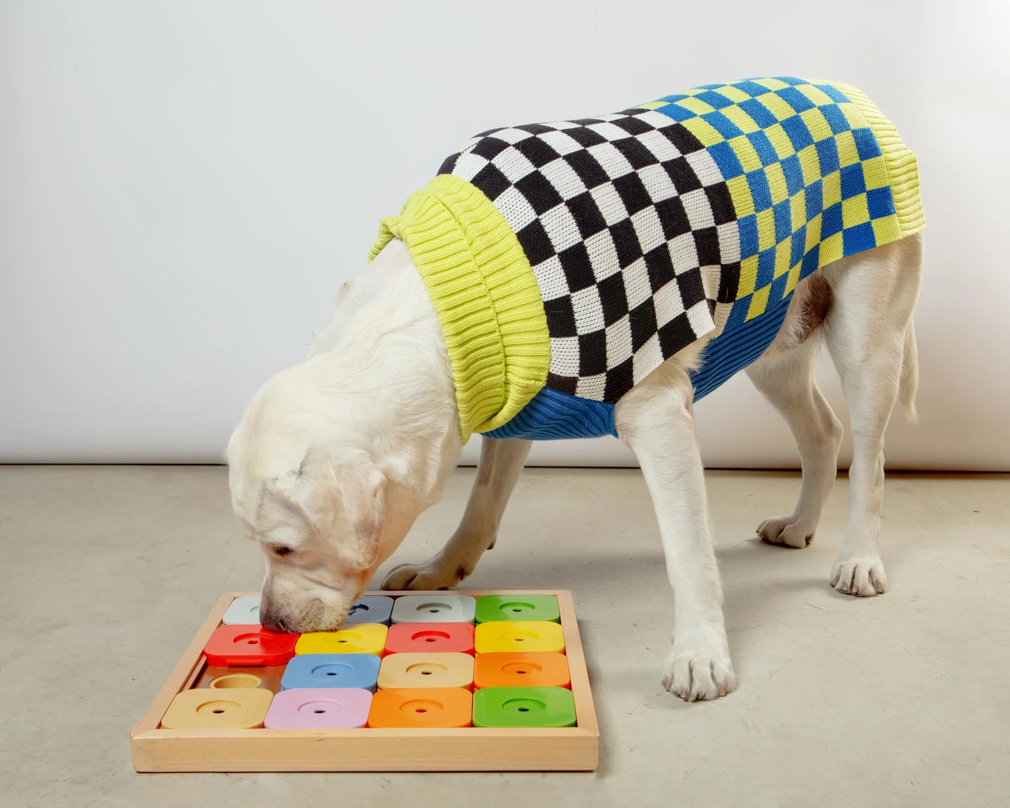 Sudoku Dog Treat Puzzle Game in Rainbow Edition (16 squares) - Image 3