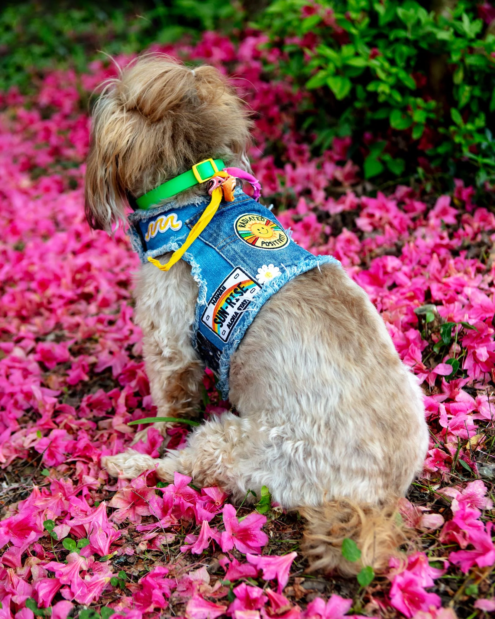 Sunshine Positivity Denim Dog Harness (Made in the USA) - Image 2