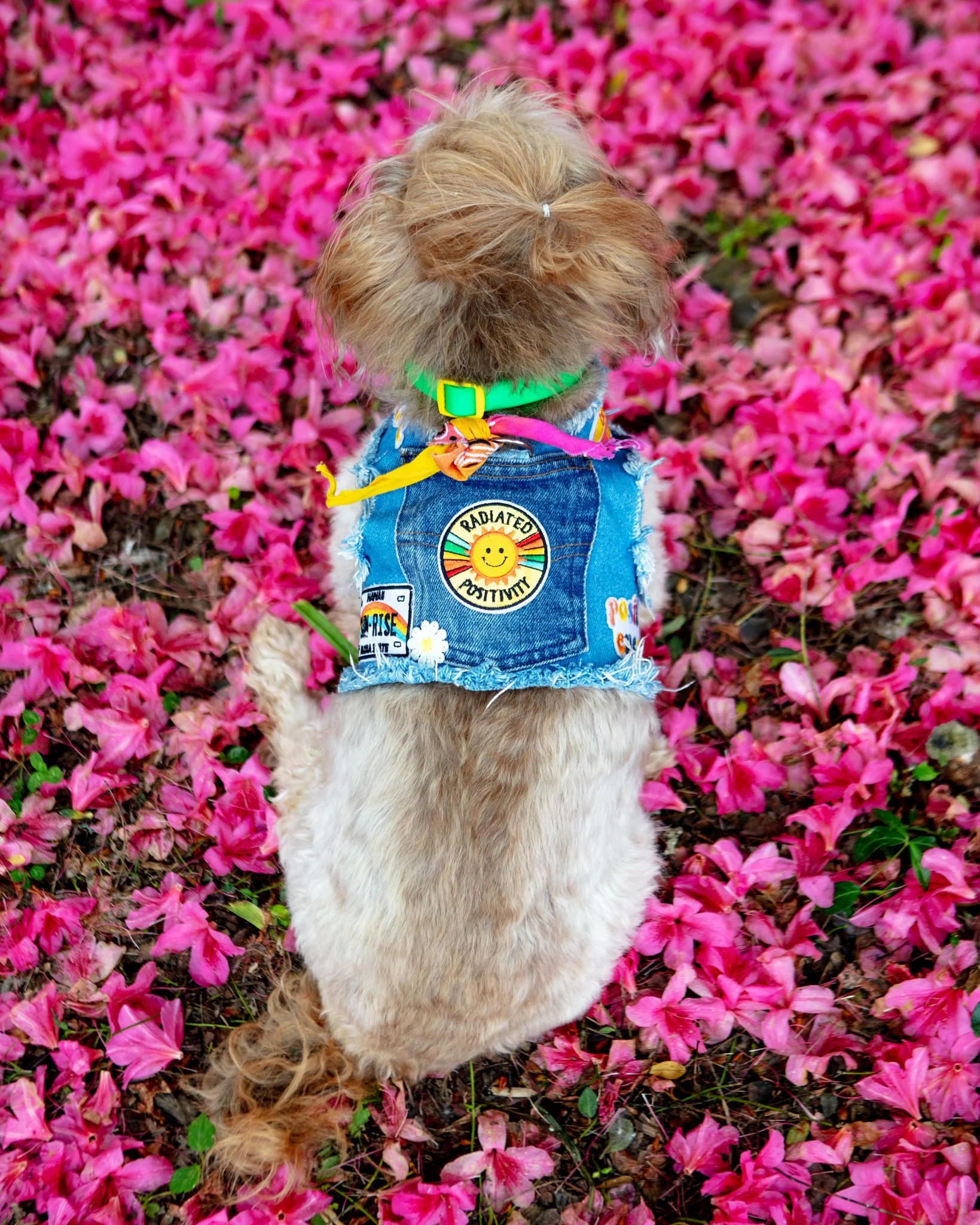 Sunshine Positivity Denim Dog Harness (Made in the USA) - Image 3