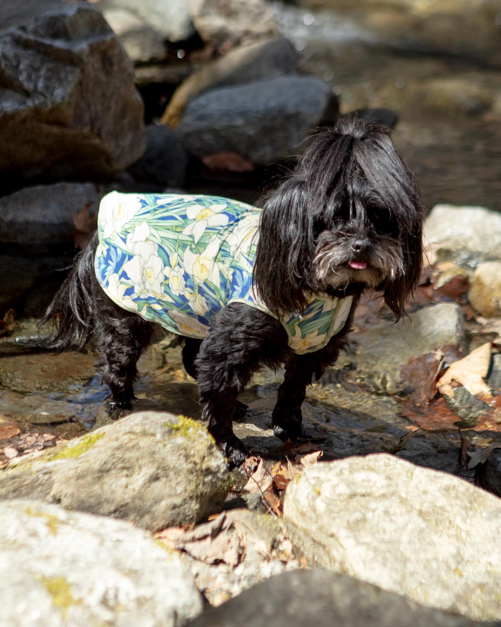 Sun Shield Dog Tee in Daffodils - Image 4