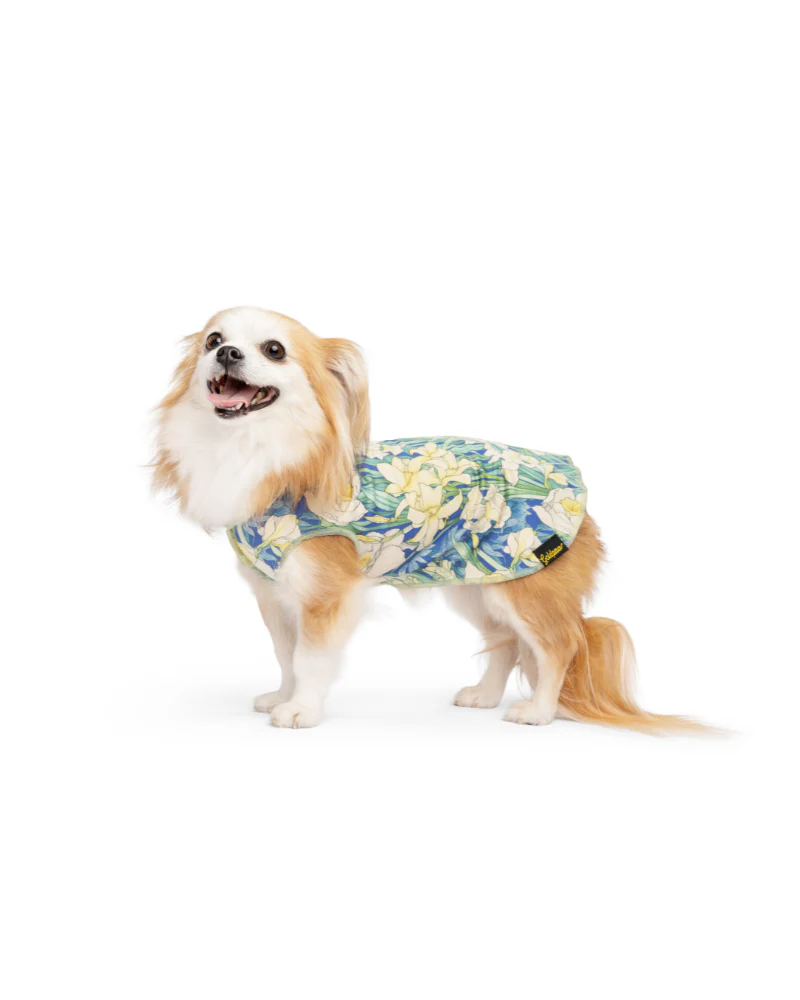 Sun Shield Dog Tee in Daffodils - Image 5