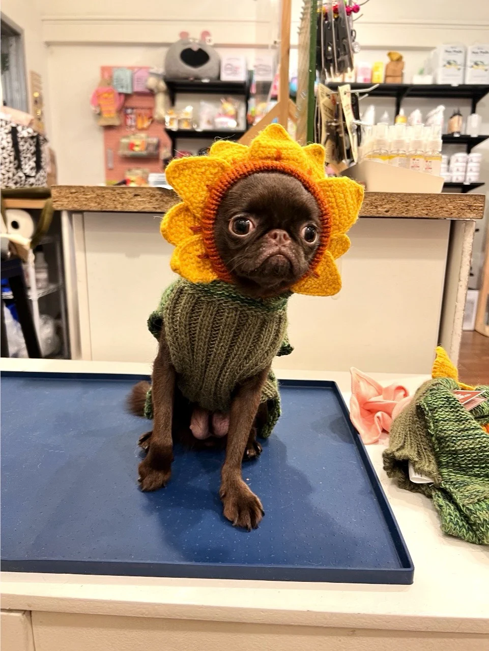 Sunflower Hand-Knit Dog Sweater (DOG & CO. Exclusive) (FINAL SALE) - Image 7