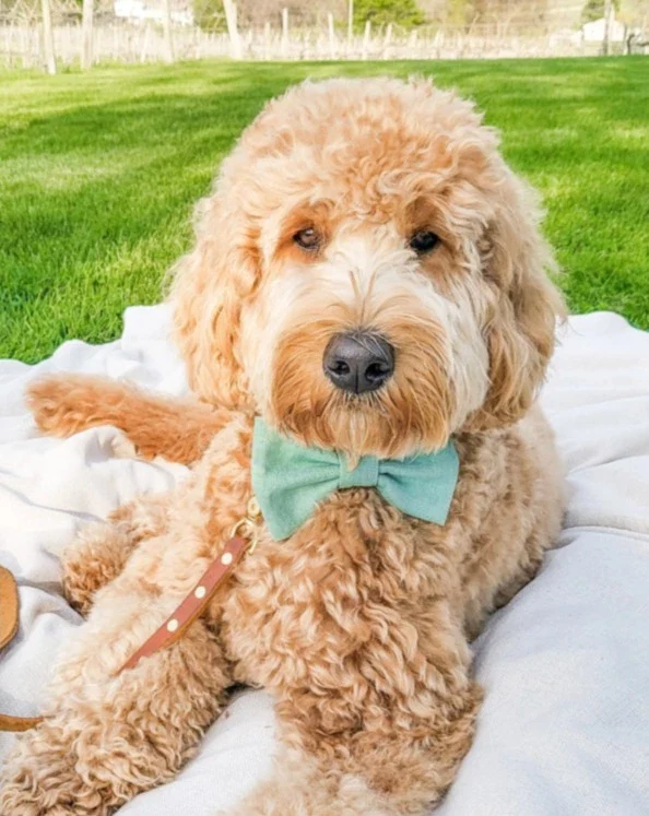Matcha Sage Linen Dog Bow Tie<br>(Made in the USA) - Image 2