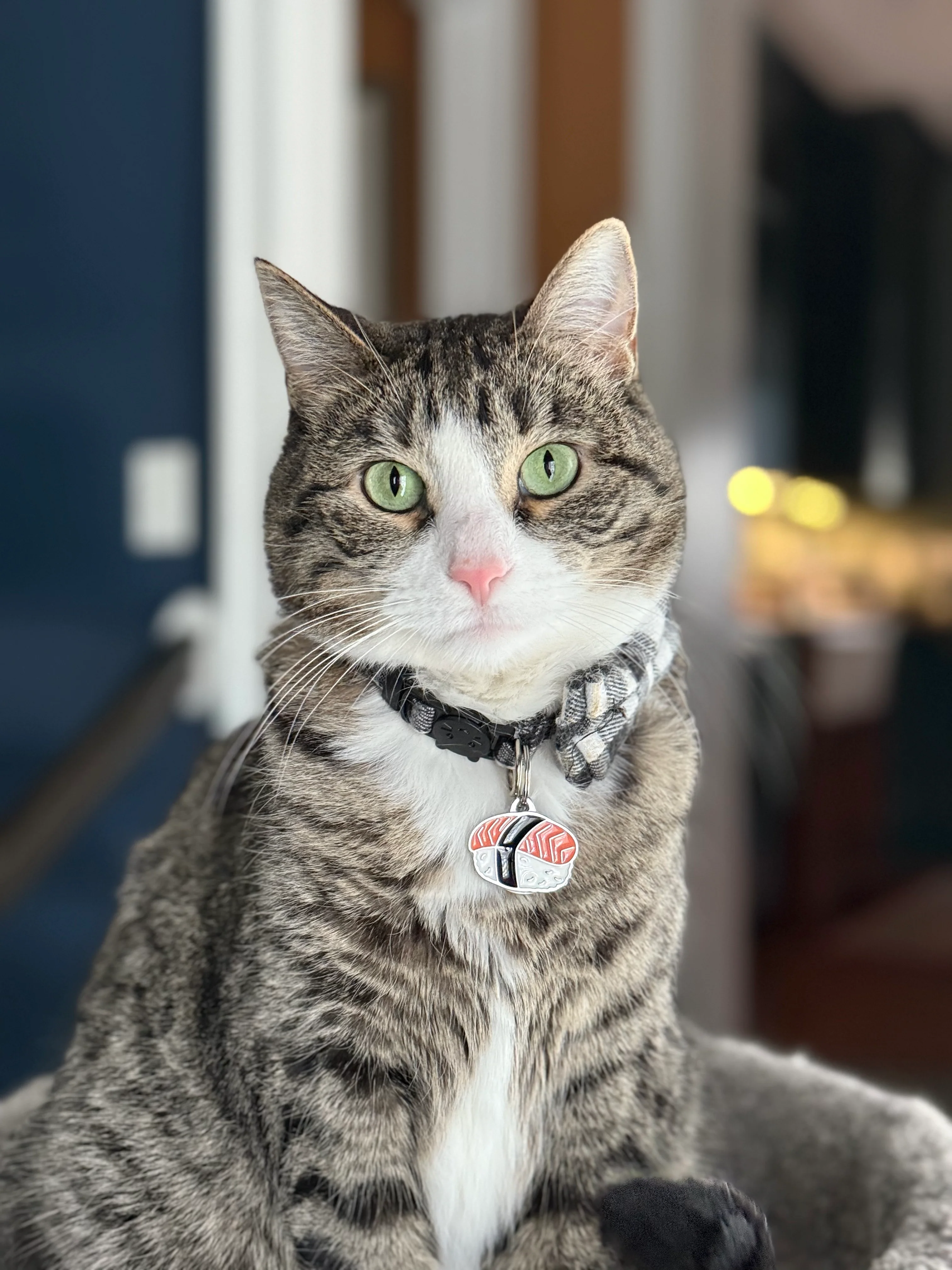 Sushi Sushi Custom Pet ID Tag - Image 3