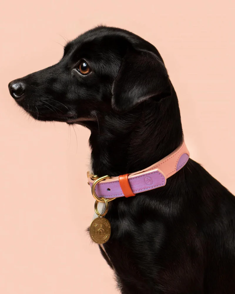 Sweet Leather Dog Collar (Made in Guatemala) - Image 2