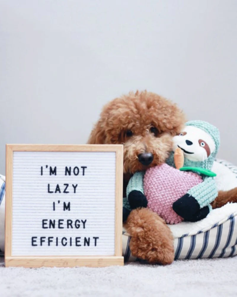 Sydney the Sloth Crunchy Plush Dog Toy - Image 2