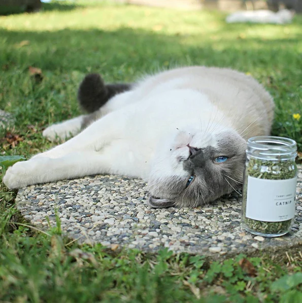 TABBY JAMES | Catnip Regular Cut - Image 3